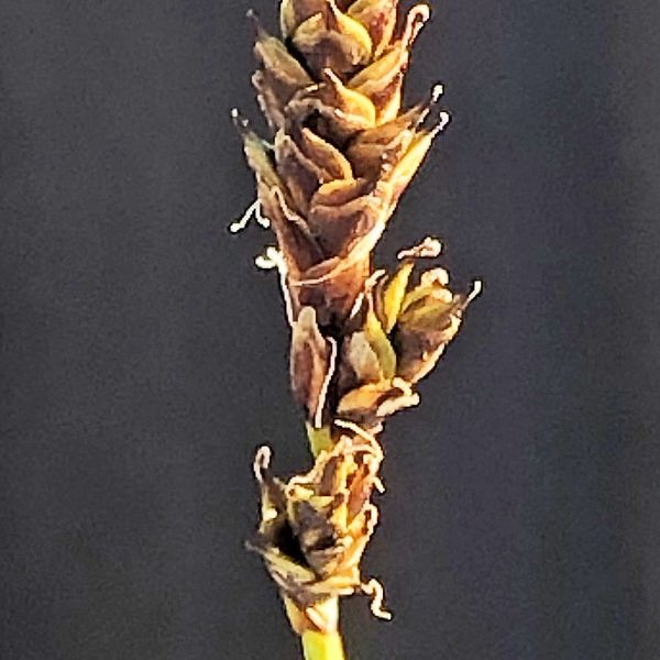 Carex lachenalii He Folldal Tverregga 2020.08 6 R.Elven a